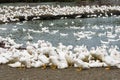 Close-up gooses in the poultry farm Royalty Free Stock Photo