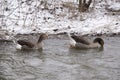 Gooses in winter environment Royalty Free Stock Photo