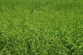 Gooseweed, broadleaves weed in rice