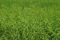Gooseweed, broadleaves weed in rice Royalty Free Stock Photo