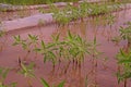 Gooseweed, broadleaves weed in rice