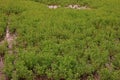 Gooseweed, broadleaves weed in rice and wet land
