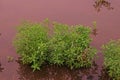 Gooseweed, broadleaves weed in rice and wet land