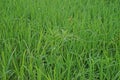 Gooseweed, broadleaves weed in rice