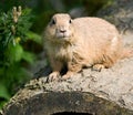 Prairie dog 1 Royalty Free Stock Photo