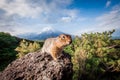 Gopher on the background of the volcano Plosky Tolbachik, Kamchatka