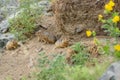 Gopher burrow grass stones rodent