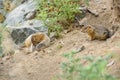 Gopher burrow grass stones rodent