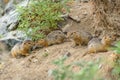 Gopher burrow grass stones rodent