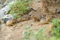 Gopher burrow grass stones rodent