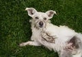 The Gopher Chasing Hole Digging Dog Royalty Free Stock Photo