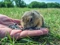 A gopher cub is eating sunflower seeds from a human hand. The concept of human interaction with wildlife Royalty Free Stock Photo