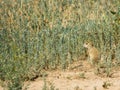 The gopher eats grass after winter hibernation. A cowardly gopher sitting at grass.