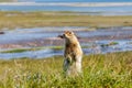 Gopher enjoying a beautiful day on the shore of Gilmimyl Bay, Beringia National Park, Chukotka, Far East of Russia