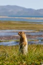 Gopher enjoying a beautiful day on the shore of Gilmimyl Bay, Beringia National Park, Chukotka, Far East of Russia.