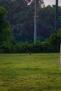 Gopher at the park in Una recreational park