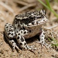 Gopher Frog Camouflaged in Its Sandy Habitat