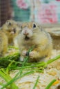 The gopher froze in surprise in front of the camera. Cage overexposure to the zoo for the wounded and sick animals