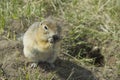 Gopher genus rodents of the squirrel family.