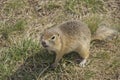 Hungry gophers are attacking and are aggressive