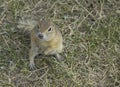 Hungry gophers are attacking and are aggressive