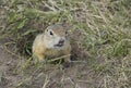 Hungry gophers are attacking and are aggressive