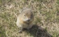 Gopher genus rodents of the squirrel family.