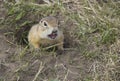 Hungry gophers are attacking and are aggressive