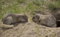 Two gophers eat food near the burrow
