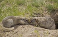 Two gophers eat food near the burrow