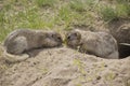 Two gophers eat food near the burrow