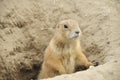Gopher getting out of a hole Royalty Free Stock Photo