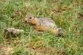 Gopher grass steppe rodent