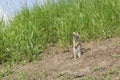 The gopher on Guard, animals in the wild nature. The gophers climbed out of the hole on the lawn , the furry cute gophers sitting