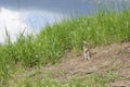 The gopher on Guard, animals in the wild nature. The gophers climbed out of the hole on the lawn , the furry cute gophers sitting