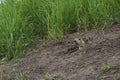 The gopher on Guard, animals in the wild nature. The gophers climbed out of the hole on the lawn , the furry cute gophers sitting