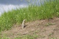 The gopher on Guard, animals in the wild nature. The gophers climbed out of the hole on the lawn , the furry cute gophers sitting