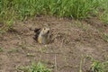 The gopher on Guard, animals in the wild nature. The gophers climbed out of the hole on the lawn , the furry cute gophers sitting