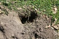 Gopher Hole in the ground, Gopher Holes or Golpher Homes underground in a grassy yard. Gophers live underground