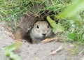 Gopher in the hole