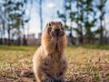 Gopher on the lawn. Close-up. Portrait of an animal