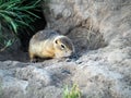 Gopher on the lawn is peeking out of his hole. Close-up Royalty Free Stock Photo