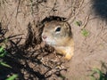 Gopher on the lawn is sticking its head out of its hole