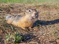 A gopher is looking at camer in a grassy meadow. Close-up