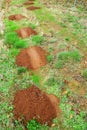 Gopher mole mounds Royalty Free Stock Photo