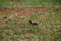 A gopher near his lair in a green spring field