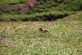 A gopher near his lair in a green spring field