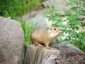 Gopher and his small tiny friend 