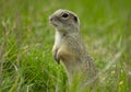 Gopher Royalty Free Stock Photo