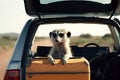 Gopher sits with a suitcase in the trunk of a car, travel animal